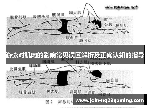 游泳对肌肉的影响常见误区解析及正确认知的指导